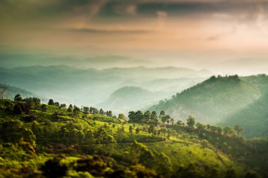 Tea plantations in India (tilt shift lens) clipart