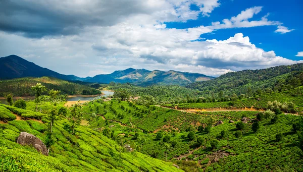 Piantagioni di tè in India — Foto Stock