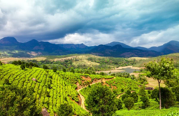 Plantações de chá em Índia — Fotografia de Stock