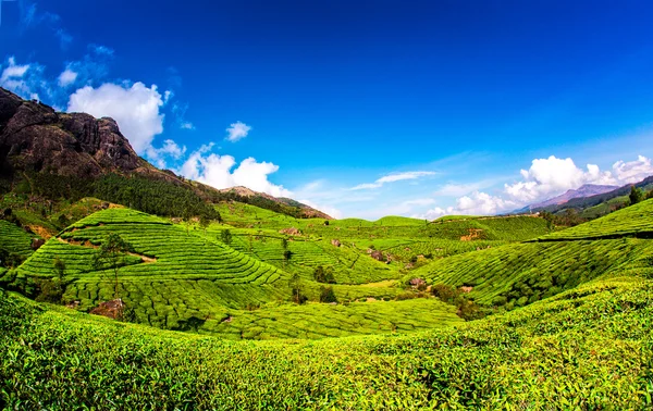 Čajové plantáže v Indii — Stock fotografie