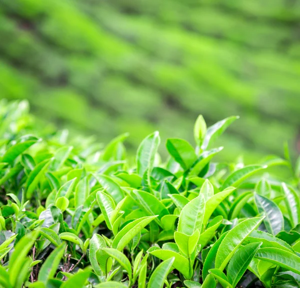 Piantagioni di tè in India — Foto Stock
