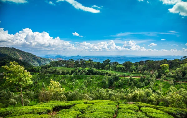 Hindistan 'da çay tarlaları — Stok fotoğraf