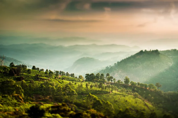 Teplantager i Indien (tilt shift-objektiv) — Stockfoto