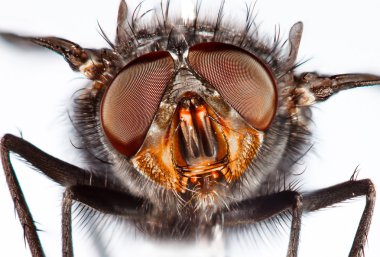 Housefly close-up. clipart