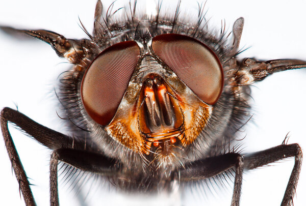 Housefly close-up.