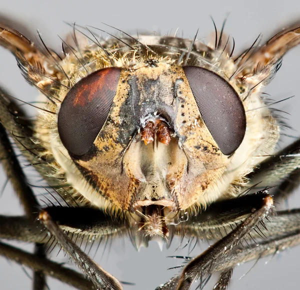 Gros plan sur la mouche domestique . — Photo