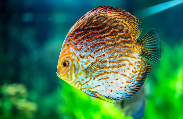 Symphysodon discus — Stock Photo, Image