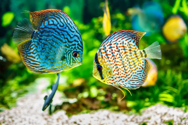 Symphysodon discus — Stock fotografie