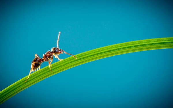 Ant en groen gras — Stockfoto