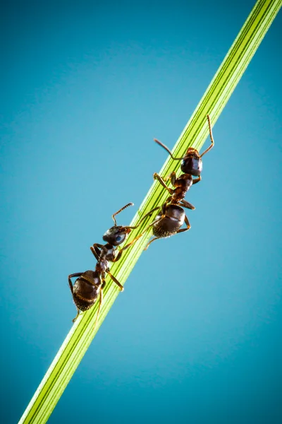 Twee mieren — Stockfoto