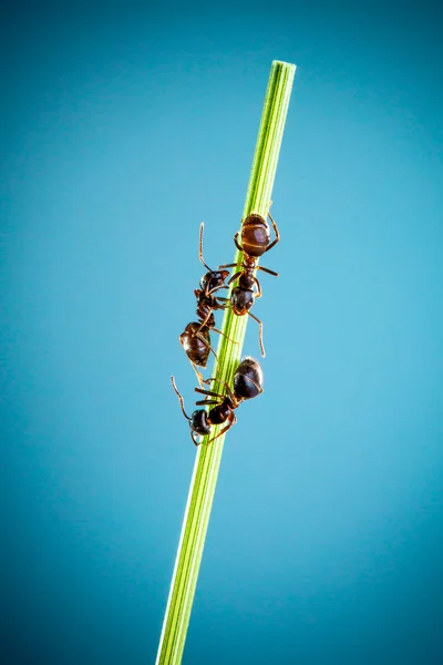 Trzy mrówki. — Zdjęcie stockowe