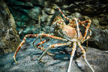 Japanese spider crab - (Macrocheira kaempferi) clipart