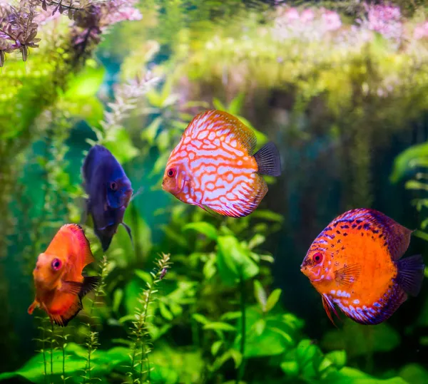 Discus di Symphysodon — Foto Stock