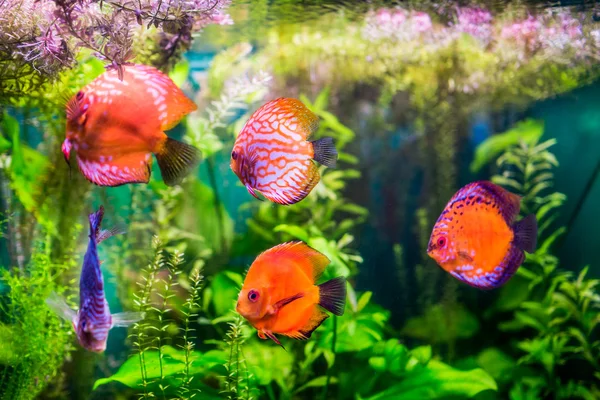 Symphysodon discus — Stockfoto