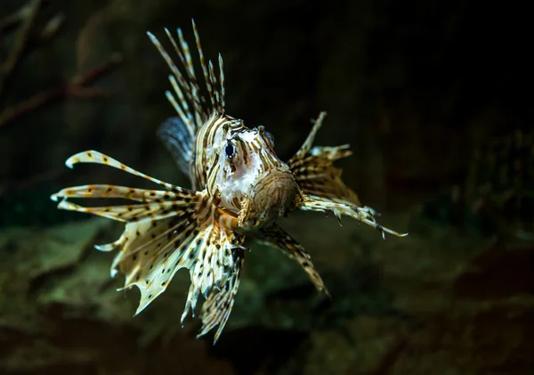 Pterois kalifornijska — Zdjęcie stockowe