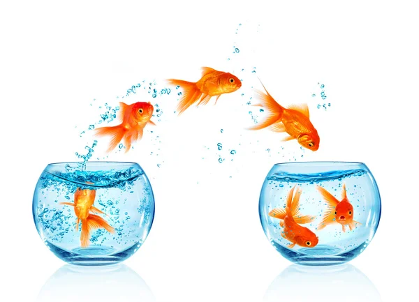 Goldfish jumping. — Stock Photo, Image