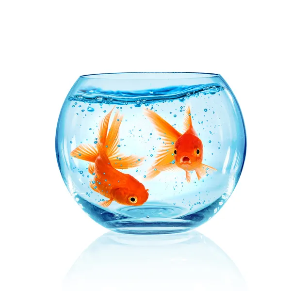 Goldfish in aquarium Stock Photo by ©cookelma 31410569