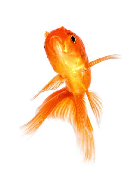 Goldfish — Stock Photo, Image