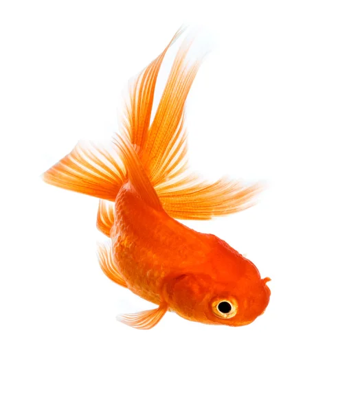 Goldfish — Stock Photo, Image