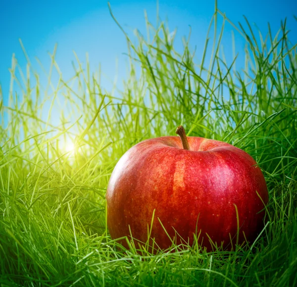 Apfel auf dem Gras — Stockfoto