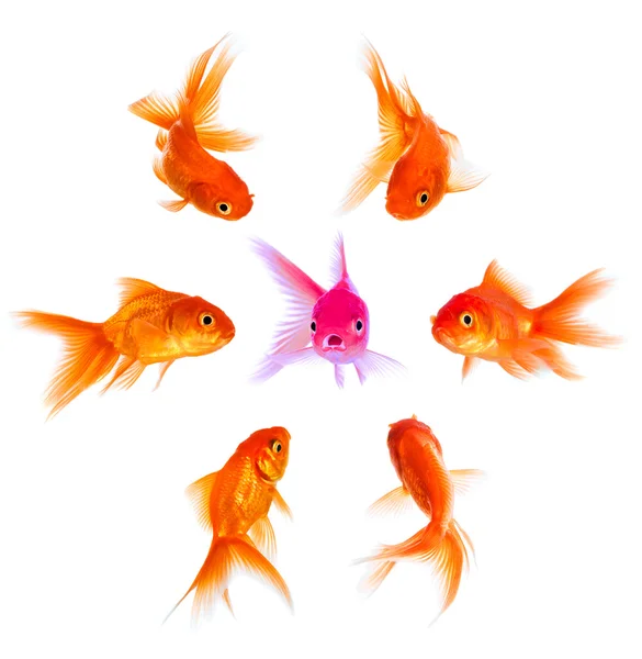 Concepto con peces de colores — Foto de Stock