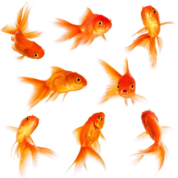 Goldfish — Stock Photo, Image