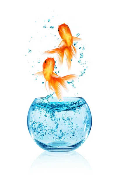 Goldfish saltando . — Foto de Stock