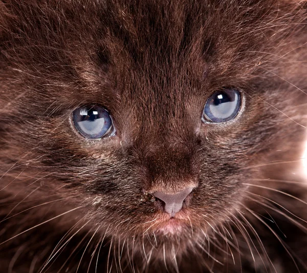 Pequeno gatinho — Fotografia de Stock