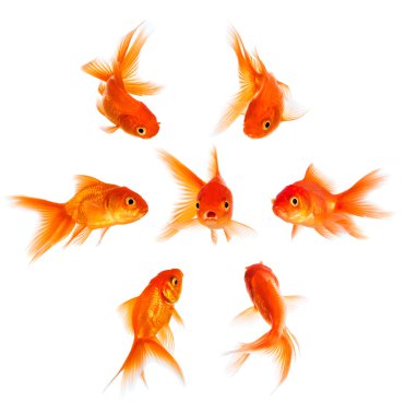 Concept with goldfish clipart