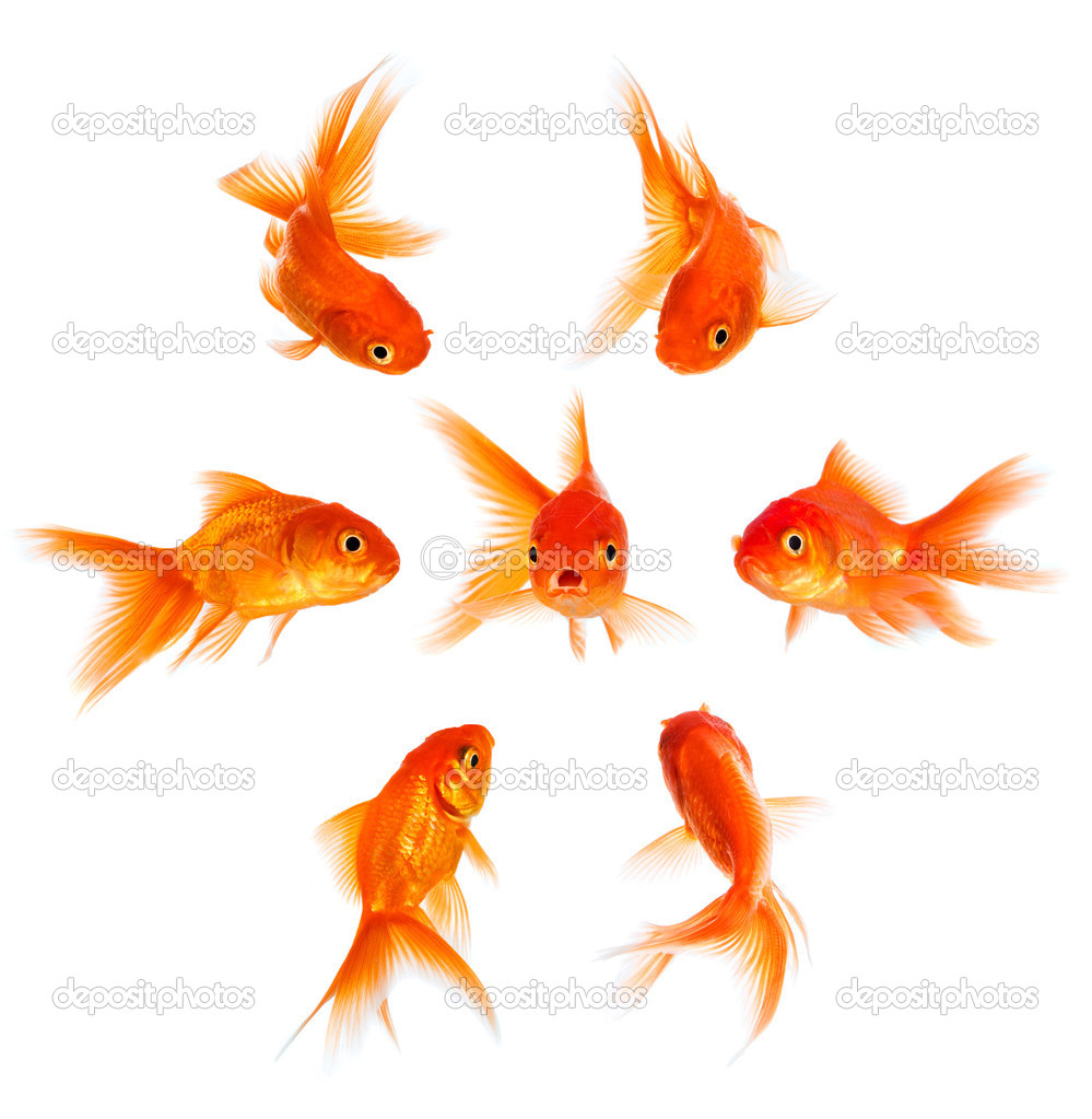 Concept with goldfish