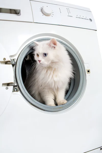 Wasmachine en kat — Stockfoto