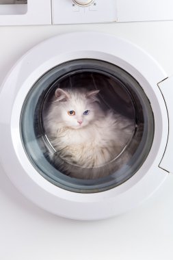 çamaşır makinesi ve kedi