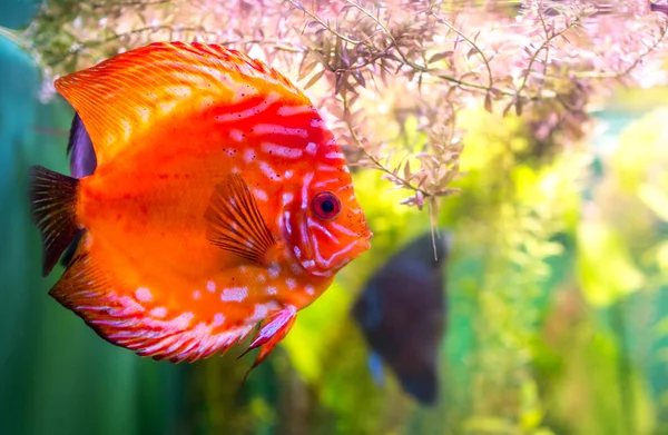 熱帯魚の一種の円盤投げ — ストック写真