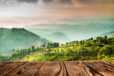 Çay tarlaları Hindistan (tilt shift objektif)