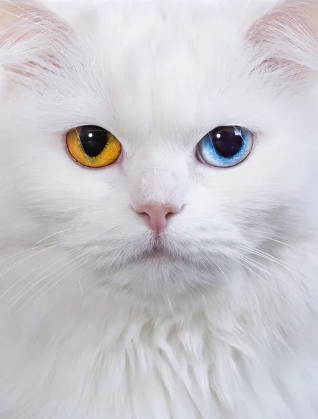 Varicoloured eyes white cat — Stock Photo, Image