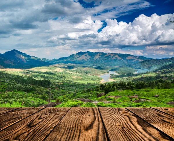 Piantagioni di tè in India — Foto Stock