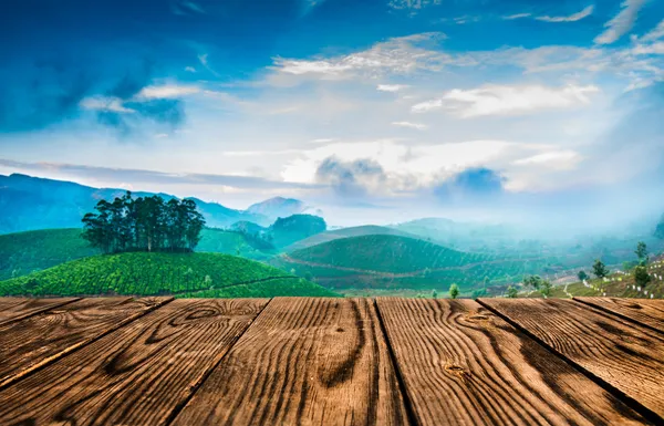 Tea plantations in India — Stock Photo, Image