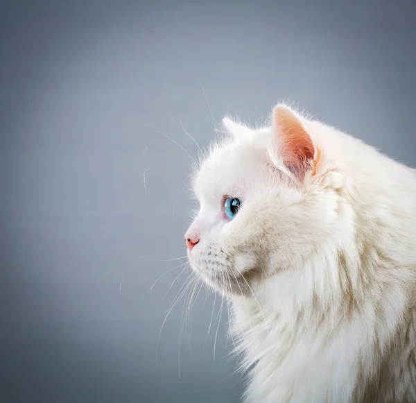 White cat — Stock Photo, Image