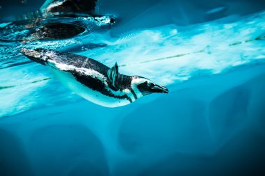 Humboldt pengueni (Spheniscus humboldti)