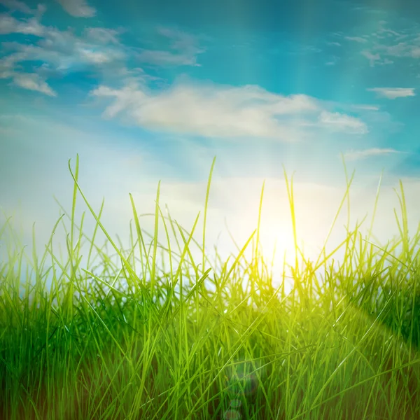 Spring green grass — Stock Photo, Image