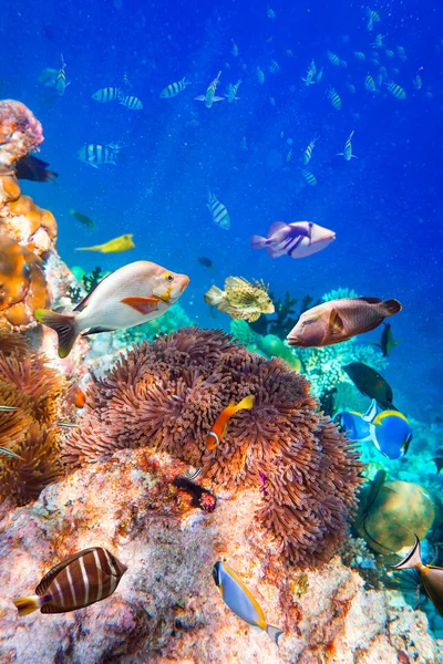 Tropical Coral Reef. — Stock Photo, Image