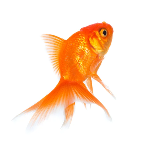 Goldfish — Stock Photo, Image