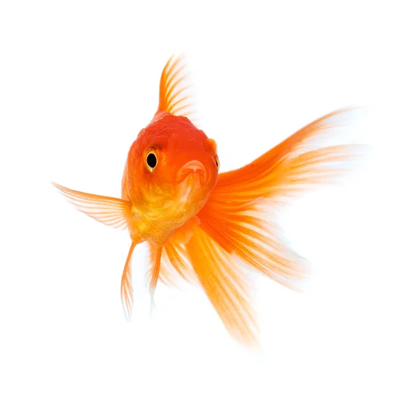 Goldfish — Stock Photo, Image