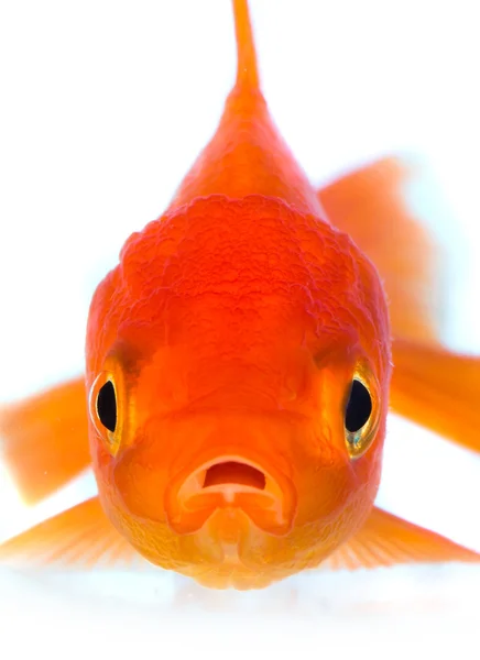 Goldfish — Stock Photo, Image