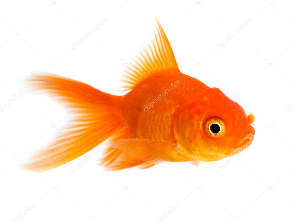 Goldfish Stock Photo by ©cookelma 44972067