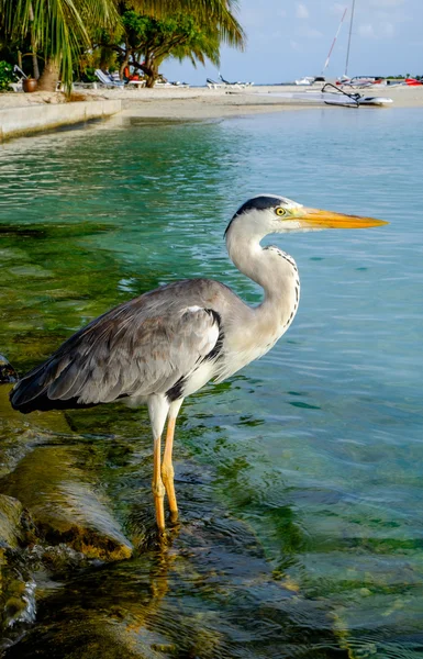 Reiger — Stockfoto