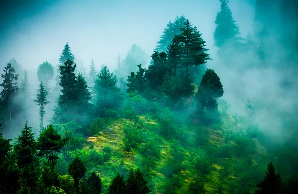 Niebla en el bosque de la mañana — Foto de Stock