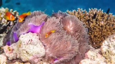 tropikal tuzlusu balığı