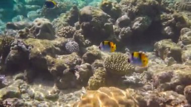 sert ve yumuşak mercanlar ve tropikal balık çeşitli ile resif