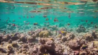 sert ve yumuşak mercanlar ve tropikal balık çeşitli ile resif